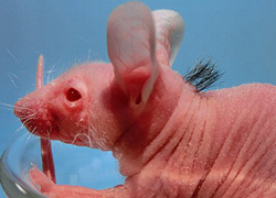 hairless mouse bioengineered to grow hair