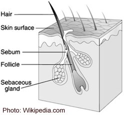 Sebum & hair follicle